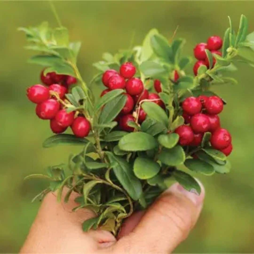 Uva Ursina